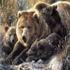 Bears Family Sliding